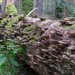 Nie cała Puszcza Białowieska jest zamknięta