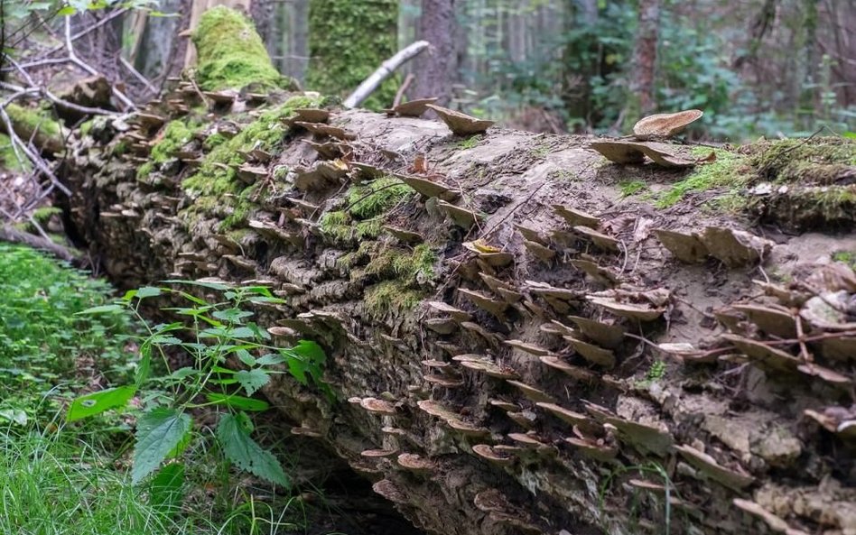 Nie cała Puszcza Białowieska jest zamknięta