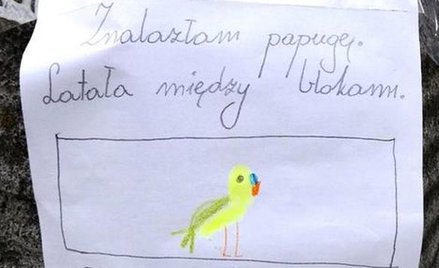 Dziewięciolatka pyta: Kto zgubił papugę?