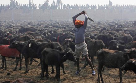 Masowa ofiara ze zwierząt w Nepalu