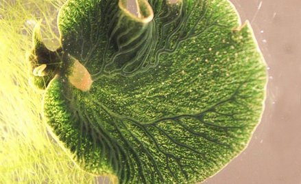 Słoneczne ślimaki, które kradną glonom chloroplasty
