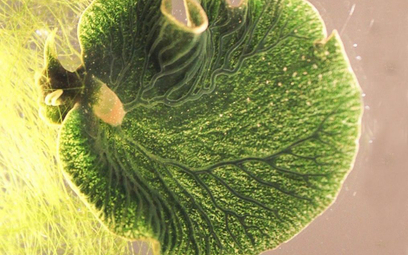 Słoneczne ślimaki, które kradną glonom chloroplasty