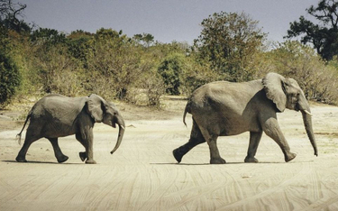Sri Lanka: Liczba zabijanych słoni spadła podczas kwarantanny o 40 proc.