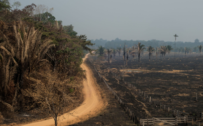 Rekordowe wycinanie lasów Amazonii. Brazylijski prezydent to popiera