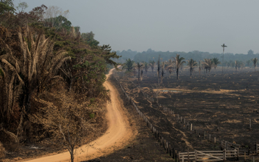 Ekipa prezydenta Jaira Bolsonaro niszczy Amazonię