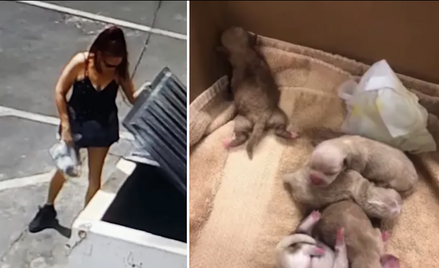 USA: Wyrzuciła szczeniaki do śmieci. Idzie do więzienia