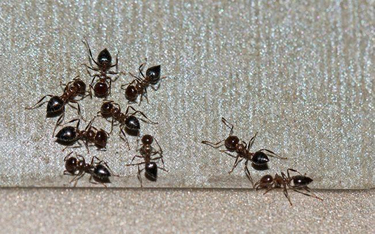 Rekompensata za zmarnowane wczasy all inclusive z mrówkami - wyrok Sądu Rejonowego