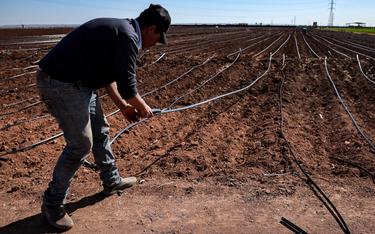 System nawadniania pola ziemniaków w Maroku.