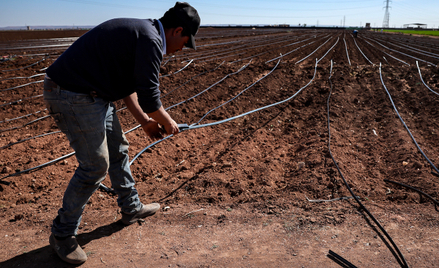 System nawadniania pola ziemniaków w Maroku.