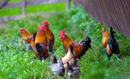 Branża drobiarska boi się kiepskich zbiorów