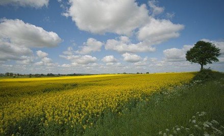 Rzepak zaszkodził producentom oleju