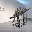 Stegozaur Apex na aukcji w Sotheby's na Manhattanie