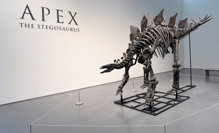 Stegozaur Apex na aukcji w Sotheby's na Manhattanie