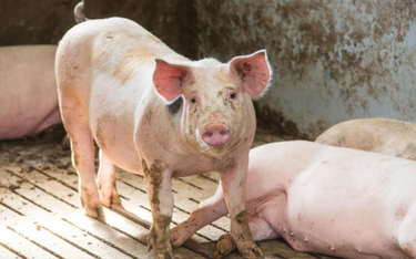 Chiny zakazują importu niemieckiej wieprzowiny przez ASF