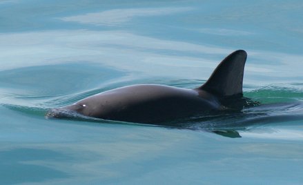 Meksyk chce ocalić najbardziej zagrożonego wyginięciem ssaka