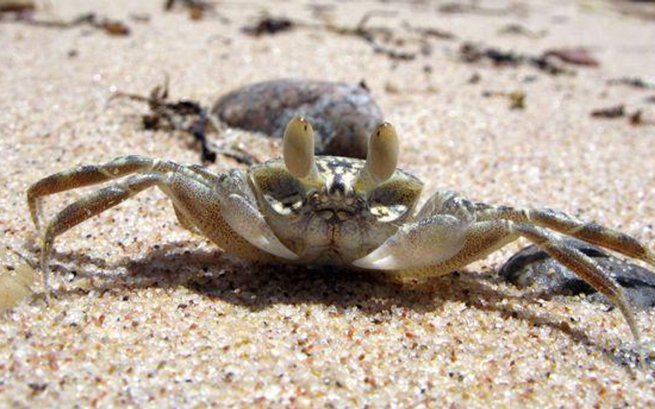 Krab