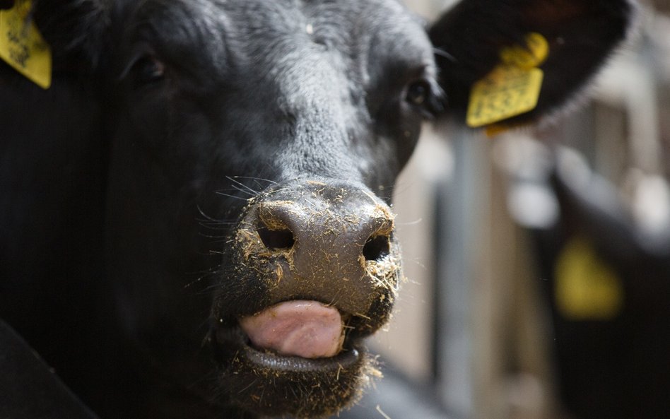 Amerykańscy farmerzy coraz częściej monitorują bydło, korzystając beaconów. Dzięki temu są tez wstan