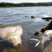 Katastrofa zaczęła się 26 lipca w okolicach Oławy, fala trucizny doszła do ujścia rzeki Warty – info