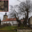 Lipa z Großpörthen może mieć nawet 900 lat