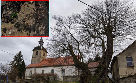Lipa z Großpörthen może mieć nawet 900 lat