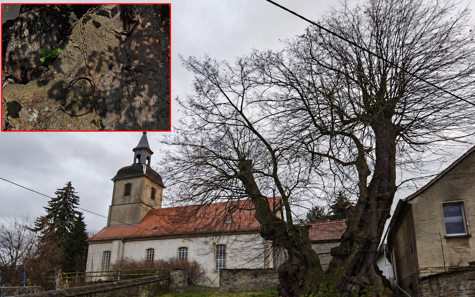 Lipa z Großpörthen może mieć nawet 900 lat