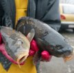 Chrońmy zagrożone wyginięciem gatunki ryb - apeluje WWF