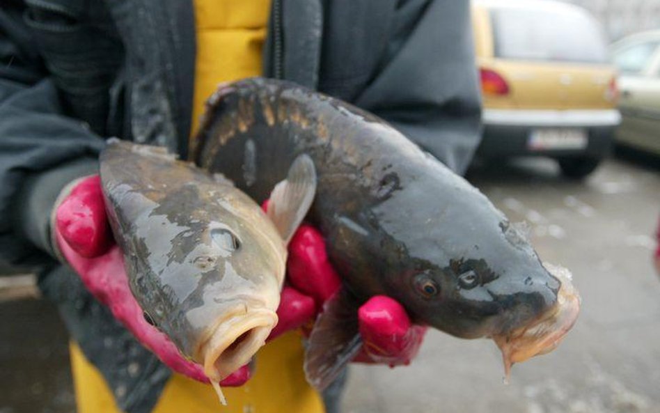 Chrońmy zagrożone wyginięciem gatunki ryb - apeluje WWF