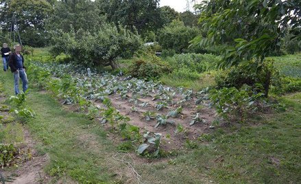 Wokół pola z kapustą rolnik zasadził konopie indyjskie