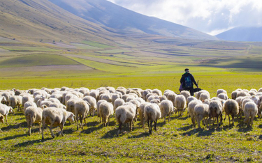 Kiedy owce są na halach, pasterz zaczynają prace od czwartej rano, bo trzeba wydoić zwierzęta, zająć