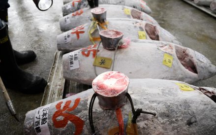 Pierwsza aukcja tuńczyna w 2018 roku na rynku Tsukiji