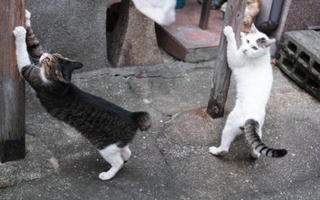 Do Domu Spokojnej Kotości w zielonej części Warszawy trafiają koty, których nikt nie chciał: