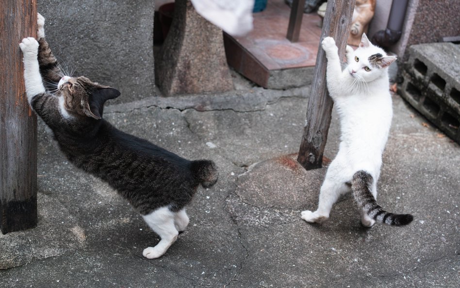 Do Domu Spokojnej Kotości w zielonej części Warszawy trafiają koty, których nikt nie chciał:
