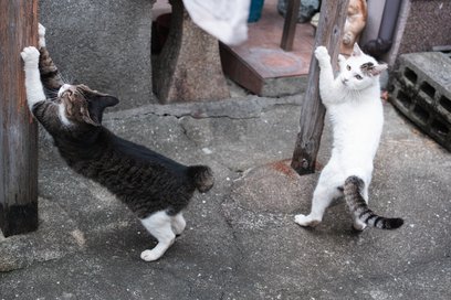 Do Domu Spokojnej Kotości w zielonej części Warszawy trafiają koty, których nikt nie chciał:
