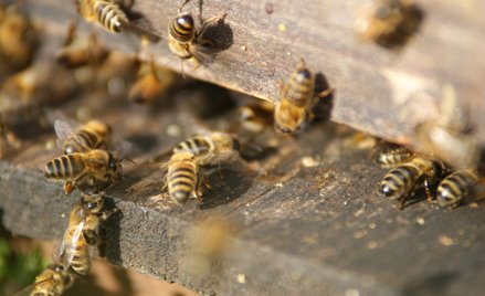 Ratunek dla pszczół. W Lublinie opracowano przełomowy lek