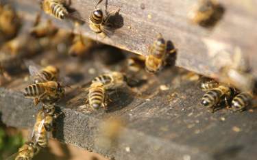 Ratunek dla pszczół. W Lublinie opracowano przełomowy lek