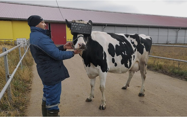 Gogle VR dla krów i muzyka mają zwiększyć produkcję mleka w Rosji