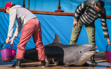 Mimo tresury delfiny kategorycznie odmawiają atakowania ludzi oraz wykonywania samobójczych ataków n
