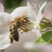Rośliny „słyszą” owady i w odpowiedzi produkują więcej nektaru