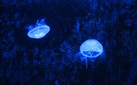 Oceanarium w Rotterdamie