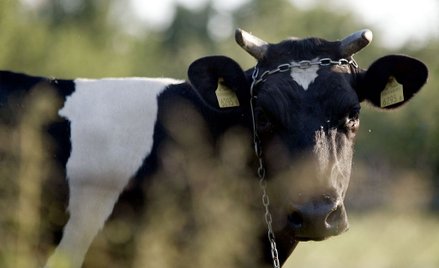 "Ubój chorych krów na mięso może być powszechny w Polsce"