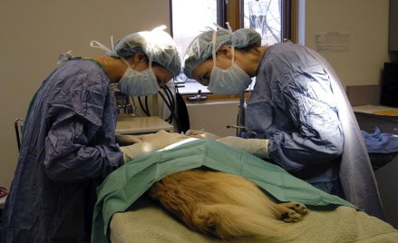 Weterynarz nie ujmuje w remanencie leków i bandaży