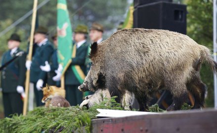 Ministerstwo Środowiska: Od 3 kwietnia myśliwi nie mają wstępu do lasów