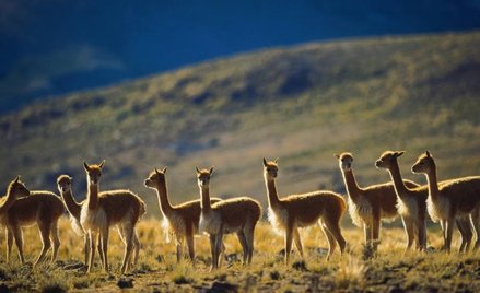 Wikunie nie boją się ludzi. Na swoje nieszczęście