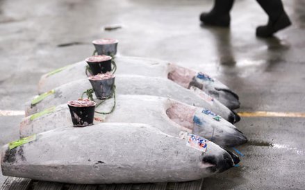 Ostatni aukcja tuńczyka na starym rynku rybnym Tsukiji w Tokio