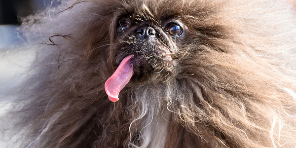 Najbrzydszy pies świata wybrany. Jest „szczęśliwy, czarujący i brzydki”