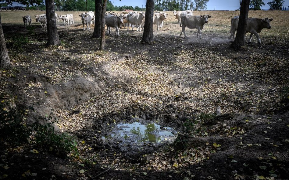 Świat musi dostosować się do "nieuniknionych" zmian klimatu