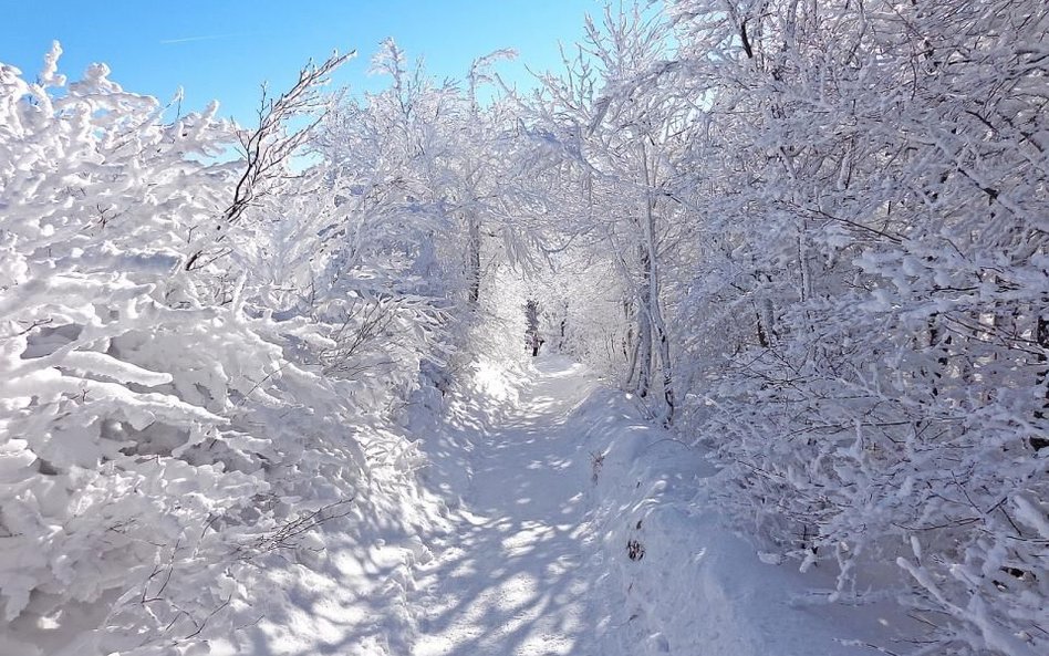 Bieszczady – silny wiatr na połoninach