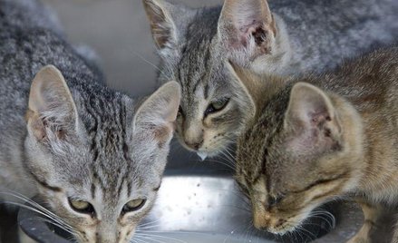 Majątek w łapy kotów