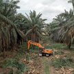 Wycinka lasów w Indonezji prowadzona jest między innymi w celu tworzenia plantacji trzciny cukrowej,