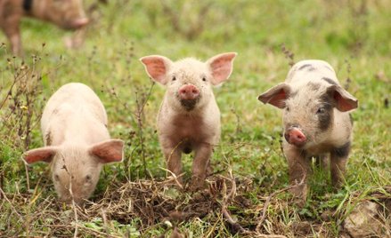 Niemcy muszą importować pasze, miliony krów i świń głoduje